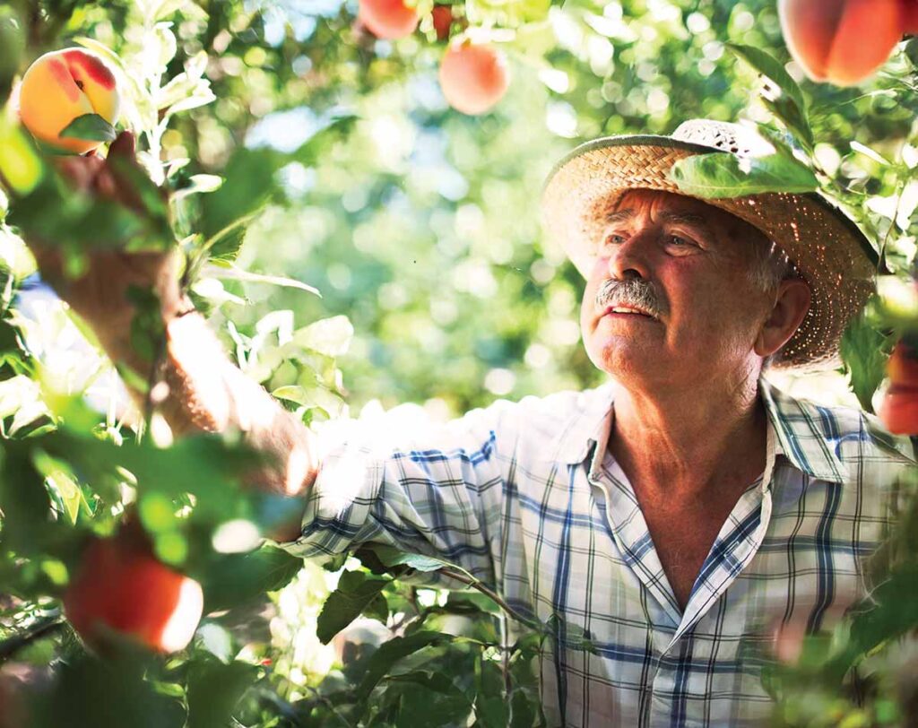 Man picking a peach from a tree