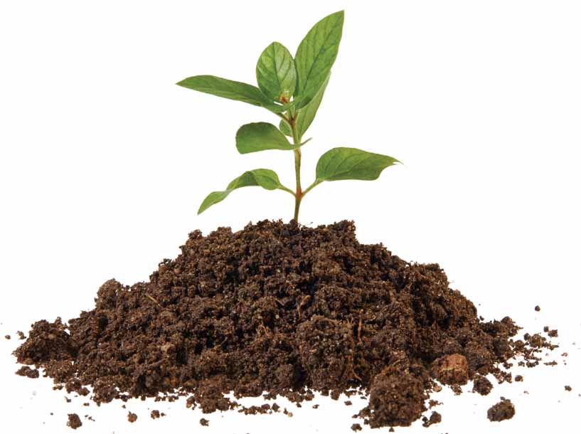 small plant